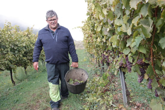 Winegrower Xavier Ribes in his vineyard in Montan de Tost on October 10 2018 (by Albert Lijarcio)